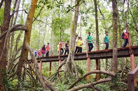 Monyet kembali ke habitat asal. Kuala Sepetang Eco Tourism Matang Mangrove Forest Reserve Tour Bird Watch Fireflies Sighting Program Kesedaran Alam Hutan Paya Laut Matang