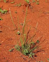 Image result for Tripogon