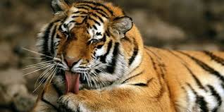 Mari kita simak penjelasan berikut. Mengapa Harimau Menggigit Dalam Mimpi Tafsir Mimpi Harimau Dalam Mimpi Seorang Wanita Interpretasi Untuk Wanita Dan Pria