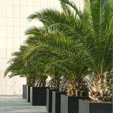 Epingle Sur Jardin Terrasse