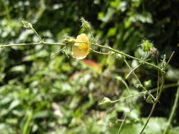 Image result for Sida veronicifolia