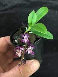 Australian Orchid Nursery Orchid Nursery Orchid Plant Care Beautiful Orchids