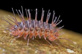 Spiny Terrestrial Isopod Calmanesia Sp Reptile Room Woodlouse Woodlice