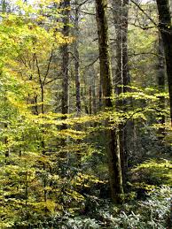 If a picture is worth a thousand words, here is a visual encyclopedia of the national forests and grasslands in america. Standing Indian Campground Nantahala Nc 2 Hipcamper Reviews