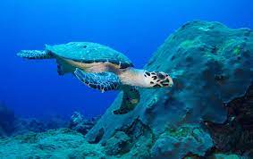 It is characterized by a narrow, pointed beak and a beautiful patterned shell, and it inhabits the warm, tropical coastline. Hawksbill Turtle
