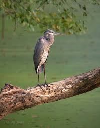Big Black Birds In Indiana Herons Egrets Bitterns All 10 Species Expected In Indiana Have Been Photographed Marty Jones Heron Indiana National Wildlife Refuge