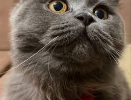 Antalya Da Scottish Fold Disi Kedime Es Ariyorum Petyasam