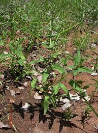 Image result for Cleome monophylla