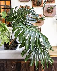 Ever Wondered Why Variegated Plants Like This Monstera Deliciosa Thai Constellation Can Be So Rare And Hard To Find U Plants Variegated Plants Pretty Plants