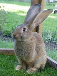 Continental Giant Rabbit Google Search Giant Rabbit Rabbit Giant Bunny