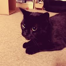 Download, share or upload your own one! Oscar Cat In Attack Mode I Love When His Eyes Look So Big When He S Playing Catstagram Catsofinstagram Catsoftwitter Cats Big Eyes Cats Crazy Cat Lady