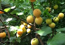 The fruit is excellent out of hand or can be used any way that grapes are used. Growing Fruit Trees And Grapevines In Unheated Greenhouses The Benefits