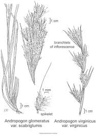 Image result for Andropogon eucomus