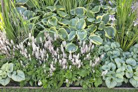 Shop our certified dutch bulbs today! Ready Made Border Shade Plants Modeste Herwig For Sale Buy Online For Only 124 99