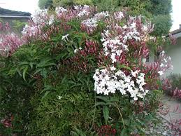 Image result for Jasminum stenolobum