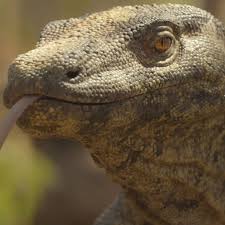 Image result for Hyparrhenia newtonii