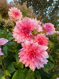 With cotton candy pink petals frosted by warm peach accents, this exciting variety can only be described as good enough to eat! This Delightful Dahlia Otto S Thrill Rhs Garden Wisley Facebook