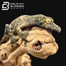 Image result for Urochloa platynota