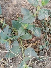 Image result for Trichodesma