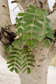 Image result for Albizia lebbeck