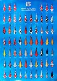 Bilderesultat For Koi Fish Color Chart Koi Fish Colors
