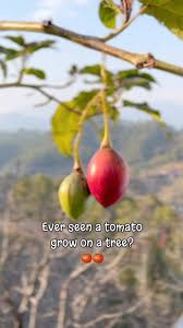 Image result for Solanum betaceum