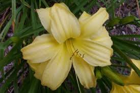 Helps you prepare job interviews and practice interview skills and techniques. Daylily Pictures River Rock Gardens