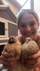 Replying to @solylunaliving how to tell the difference between quail hens  and roosters 🤓🤓 #quail #birds #quaileggs #coturnix #backyard #coop  #chicken