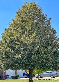 Image result for Littonia lindenii