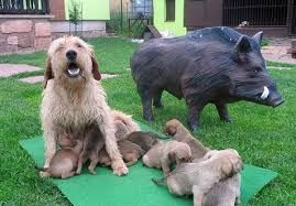 Image result for štýrský brakýř