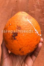 Image result for Landolphia foretiana