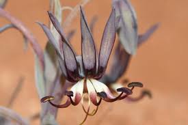 Image result for Ornithoglossum