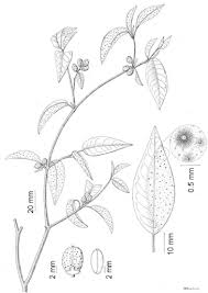 Image result for Croton pseudopulchellus