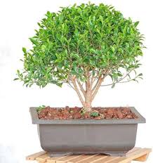 Image result for Grewia microcarpa