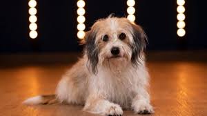 This pooch perfect promo features dogs in hats so you're going to want to watch it 12 march 2021 | e! Shooting A Perfect Pooch Show During Covid Televisual