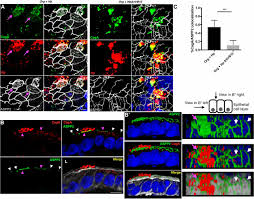 Run the installer file on your computer, which is.dmg for mac and.exe for windows. Caga Aspp2 Complex Mediates Loss Of Cell Polarity And Favors H Pylori Colonization Of Human Gastric Organoids Pnas