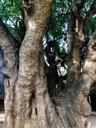 Image result for Newtonia buchananii