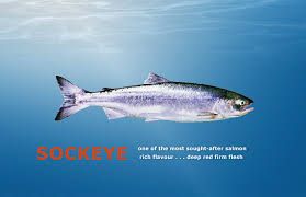 What are another words for oncorhynchus nerka? Sockeye Salmon Culinary Profile Chefs Resources