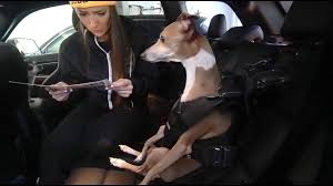 American entertainer and youtube personality. Jenna Marbles Jenna Marbles My Dogs Eating Popcorn Asmr Facebook
