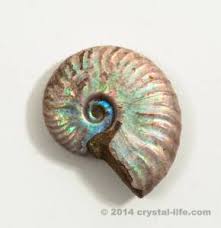 Сара уайт, лайам томас, сэм паркс и др. Iridescent Ammonite Crystals Gemstones Crystal Life Technology Inc