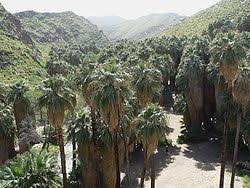 Sürekli yeşil, boylu, uzun ömürlü ve odunsu bitkilerdir. Washingtonia Filifera Wikipedia