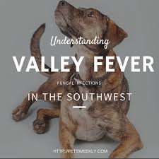 Valley Fever In Pets Socializing Dogs Valley Fever Pets