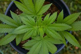 Residual salts in the soil from excess fertilizer can affect roots and lead to spotting symptoms. Marijuana Leaf How To Read Weed Leaves For Indica Sativa Hybrid Weedmaps
