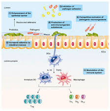 We've researched the best options for your pet's health cats love the savory flavor of this probiotic powder, so you won't have to worry about your cat turning up their nose at it. Ce Spun Studiile Cand È™i Cat De Eficiente Sunt De Fapt Probioticele Raportul De GardÄƒ