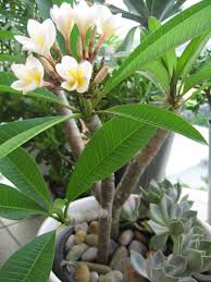 Amazing Front Yard Frangipani Garden Akusaracreative In 2020 Plumeria Tree Plants Plumeria Flowers