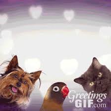Free download happy thanksgiving 2021 gifs | animated thanksgiving gif images. Greetings Gifs Animated Gifs Greetings Cards To Share With Family And Friends Greetingsgif Com For Animated Gifs