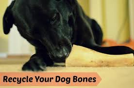 Maybe you would like to learn more about one of these? Start Reusing The Old Dog Bones By Refilling Them With Peanut Butter