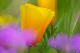 Wählen sie ihre nächste destination ! 8 Ways To Create More Dramatic Flower Photos