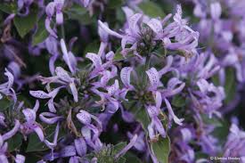 Image result for Hypoestes aristata