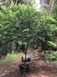 Image result for Filicium decipiens